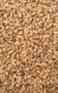 زیر بوجاری سنم