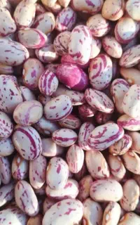 لوبیا چیتی امساله