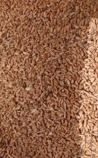 ۸۰۰ کیلو گندم کیلو ۵۵