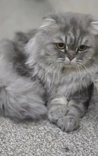 پرشین بریتیش