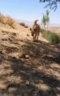 سگ گله واگذاری