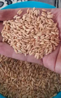 بذر گندم سرداری