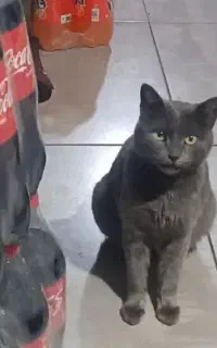 واگزاریگربهخیلیباهوش