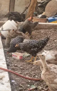 مرغ آمروک
