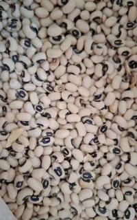 لوبیا چشم بلبلی