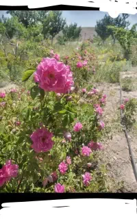 فروش نهال گل محمدی بصورت عمده وخرده