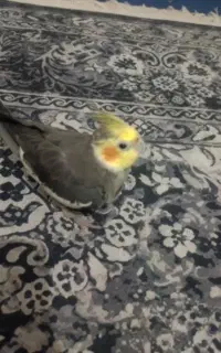 عروس هلندی نر