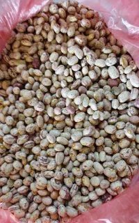 لوبیا چیتی حبوبات