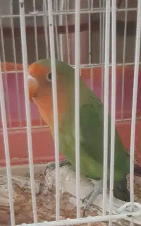 گمشده