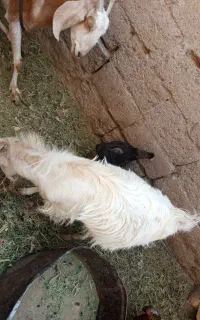 کره نر