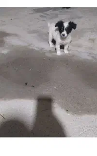 واگذاری توله پاکوتاه