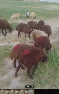 بره