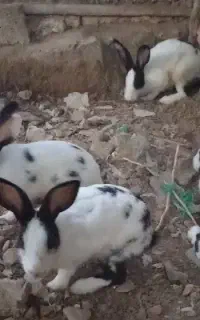 خرگوش