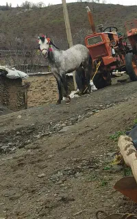 اسب کورد