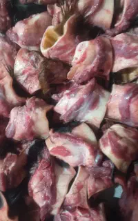 غذای تازه سگ.