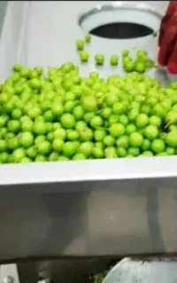 آبغوره /آبلیمو گیری هر کیلو فقط ۵هزار تومان