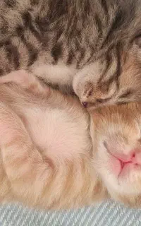 گربه