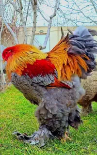 جوجه مرغ