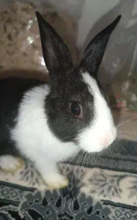 یک عدد خرگوش+تخفیف