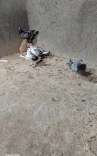 کفتر