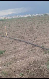 ۸۰عدد آبپاش بارانی