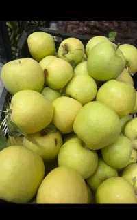 کارگر ساده جهت چیدن سیب