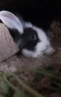 خرگوش