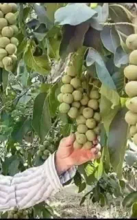 مهران نهال فرخی