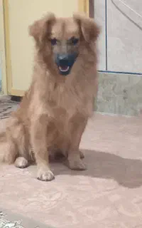 سگ پاکوتا اشپیزپامر