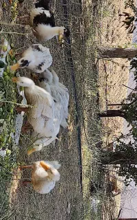 اردک