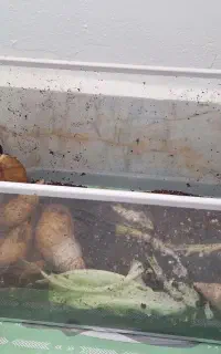 حلزون بالغ تخمگذار