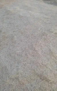 فروش گاه گندم