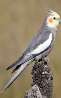 عروس هلندی پیدا شده