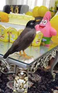 مرغ مینا گشمده