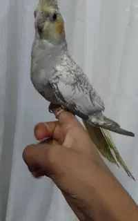 عروس هلندی مرواریدی