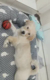 توله 3ماهه تریر