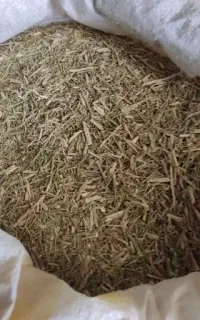گیاه خار شتر