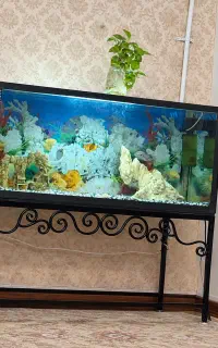 اکواریوم