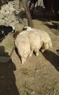 ۶ راس بره نر