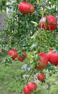 رمان عربی