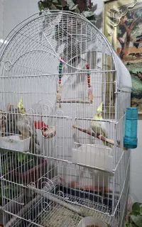 عروس هلندی