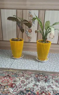 چهارتا گل نو