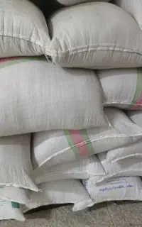 بذر شالی فجر اصلاح شده