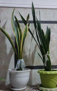 سانسوریا.پتوس.قاشقی