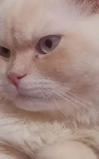 پرستارکودک وسالمند