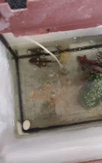 لجن خوار ۱۵ سانتی اسپرت