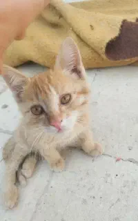 گربه کوچولو فلج