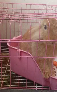 خرگوش لوپ دستی