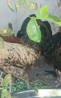 محلی اصل چاق