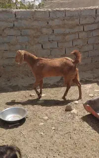 یک عدد بز نر